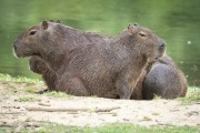  Capybaras herd (Hydrochoerus hydrochaeris) - lake - Guapiacu Ecological Reserve  - Cachoeiras de Macacu city - Rio de Janeiro state (RJ) - Brazil