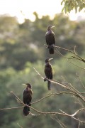 Neotropic Cormorants (Phalacrocorax brasilianus) - also known as biguauna, imbiua, miua or cormorant - Guapiacu Ecological Reserve  - Cachoeiras de Macacu city - Rio de Janeiro state (RJ) - Brazil