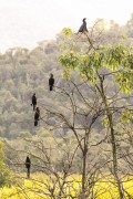 Neotropic Cormorants (Phalacrocorax brasilianus) - also known as biguauna, imbiua, miua or cormorant - Guapiacu Ecological Reserve  - Cachoeiras de Macacu city - Rio de Janeiro state (RJ) - Brazil