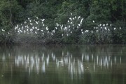 View of lake - Guapiacu Ecological Reserve with western cattle egret (Bubulcus ibis) bunch  - Cachoeiras de Macacu city - Rio de Janeiro state (RJ) - Brazil