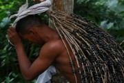 Açai harvest in the Mamiraua Sustainable Development Reserve - Uarini city - Amazonas state (AM) - Brazil