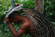 Açai harvest in the Mamiraua Sustainable Development Reserve - Uarini city - Amazonas state (AM) - Brazil