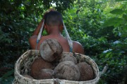Brazil nut harvest in the Mamiraua Sustainable Development Reserve - Uarini city - Amazonas state (AM) - Brazil