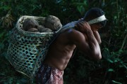 Brazil nut harvest in the Mamiraua Sustainable Development Reserve - Uarini city - Amazonas state (AM) - Brazil