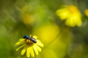 Bee perched in flower - Xangri-la city - Rio Grande do Sul state (RS) - Brazil
