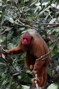 Red Bald-headed Uakari (Cacajao rubicundus) - Mamiraua Sustainable Development Reserve - Uarini city - Amazonas state (AM) - Brazil