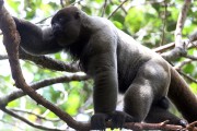 Woolly Monkey (Lagothrix lagotricha) - Mamiraua Sustainable Development Reserve - Uarini city - Amazonas state (AM) - Brazil