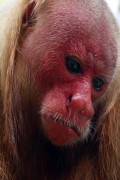 Red Bald-headed Uakari (Cacajao rubicundus) - Mamiraua Sustainable Development Reserve - Uarini city - Amazonas state (AM) - Brazil