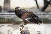 Harris Hawk (Parabuteo unicinctus) at the Wild Animal Triage Center (CETAS) - Mario Xavier National Forest - Seropedica city - Rio de Janeiro state (RJ) - Brazil