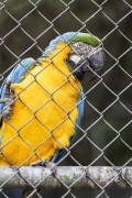 Blue-and-yellow Macaw (Ara ararauna) - also known as the Blue-and-gold Macaw at the Wild Animal Triage Center (CETAS) - Mario Xavier National Forest - Seropedica city - Rio de Janeiro state (RJ) - Brazil