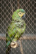 Red-bellied Macaw (Orthopsittaca manilatus) at the Wild Animal Triage Center (CETAS) - Mario Xavier National Forest - Seropedica city - Rio de Janeiro state (RJ) - Brazil
