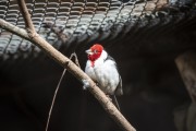 Red-cowled Cardinal (Paroaria dominicana) at the Wild Animal Triage Center (CETAS) - Mario Xavier National Forest - Seropedica city - Rio de Janeiro state (RJ) - Brazil