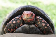 Detail of red-footed tortoise (Chelonoidis carbonaria) - Wild Animal Triage Center (better known by the acronym in Portuguese CETAS) - Mario Xavier National Forest  - Seropedica city - Rio de Janeiro state (RJ) - Brazil