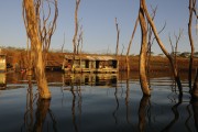 Trees that were submerged in the Marimbondo Hydroelectric Power Plant water reservoir with the lowest water level in the last 45 years - between the states of Sao Paulo and Minas Gerais - Icem city - Sao Paulo state (SP) - Brazil
