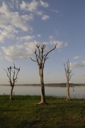 Trees that were submerged in the Marimbondo Hydroelectric Power Plant water reservoir with the lowest water level in the last 45 years - between the states of Sao Paulo and Minas Gerais - Guaraci city - Sao Paulo state (SP) - Brazil