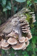 Detail of fungi on tree trunk - Resende city - Rio de Janeiro state (RJ) - Brazil