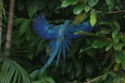Blue-and-yellow Macaw (Ara ararauna) - also known as the Blue-and-gold Macaw - Manaus city - Amazonas state (AM) - Brazil