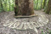 Detail of a tree with concrete drawings made at its base - Tijuca Forest - Tijuca National Park - Rio de Janeiro city - Rio de Janeiro state (RJ) - Brazil