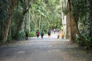 Tourists walking in the Tijuca Forest - Tijuca National Park - Rio de Janeiro city - Rio de Janeiro state (RJ) - Brazil
