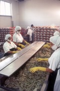Shrimp Processing for Export - 1990s - Ecuador