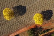 Picture taken with drone of the flowering Yellow Ipe Tree - Balsamo city - Sao Paulo state (SP) - Brazil