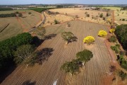 Picture taken with drone of the flowering Yellow Ipe Tree - Balsamo city - Sao Paulo state (SP) - Brazil