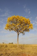 Flowering Yellow Ipe Tree - Balsamo city - Sao Paulo state (SP) - Brazil