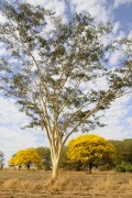 Flowering Yellow Ipe Tree - Balsamo city - Sao Paulo state (SP) - Brazil