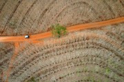 Picture taken with drone of the rubber trees with burnt leaves caused by frost - Balsamo city - Sao Paulo state (SP) - Brazil