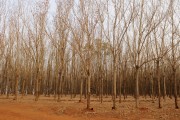 Rubber trees with burnt leaves caused by frost - Balsamo city - Sao Paulo state (SP) - Brazil