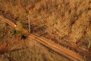 Picture taken with drone of the rubber trees with burnt leaves caused by frost - Olimpia city - Sao Paulo state (SP) - Brazil