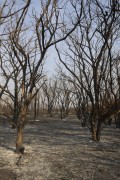 Reforestation area destroyed by fire - Olimpia city - Sao Paulo state (SP) - Brazil