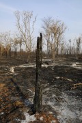 Reforestation area destroyed by fire - Olimpia city - Sao Paulo state (SP) - Brazil