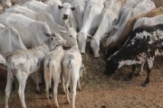 Nelore cattle eating silage during dry season - Balsamo city - Sao Paulo state (SP) - Brazil