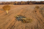 Picture taken with drone of a burned native tree after harvesting in a sugarcane plantation - Sao Jose do Rio Preto city - Sao Paulo state (SP) - Brazil