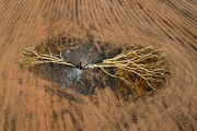 Picture taken with drone of a burned native tree after harvesting in a sugarcane plantation - Sao Jose do Rio Preto city - Sao Paulo state (SP) - Brazil