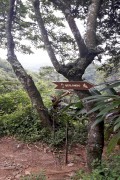 Trail to Pedra do Quilombo - Pedra Branca State Park - Rio de Janeiro city - Rio de Janeiro state (RJ) - Brazil