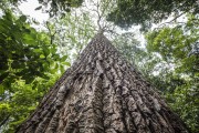 Detail of a big tree - Tijuca Forest - Tijuca National Park - Rio de Janeiro city - Rio de Janeiro state (RJ) - Brazil