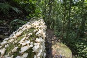 Detail of mushrooms (Fungus) on fallen tree trunk - Tijuca National Park - Rio de Janeiro city - Rio de Janeiro state (RJ) - Brazil