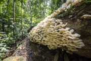 Detail of mushrooms (Fungus) on fallen tree trunk - Tijuca National Park - Rio de Janeiro city - Rio de Janeiro state (RJ) - Brazil