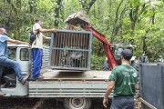 Biologist researchers transporting Tapir (Tapirus terrestris) on cage - tapir reintroduction project of the Rio de Janeiro Zoological Garden to Guapiacu Ecological Reserve  - Cachoeiras de Macacu city - Rio de Janeiro state (RJ) - Brazil