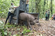 Biologist researchers freeing Tapir (Tapirus terrestris) from cage - tapir reintroduction project of the Rio de Janeiro Zoological Garden to Guapiacu Ecological Reserve  - Cachoeiras de Macacu city - Rio de Janeiro state (RJ) - Brazil