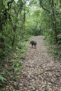 Tapir (Tapirus terrestris) - Guapiacu Ecological Reserve  - Cachoeiras de Macacu city - Rio de Janeiro state (RJ) - Brazil