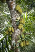 Detail of the Jackfruit still at jackfruit tree (Artocarpus heterophyllus) - Tijuca National Park - Rio de Janeiro city - Rio de Janeiro state (RJ) - Brazil