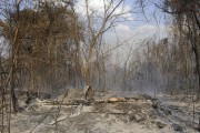 Forest reserve hit by fire - Sao Jose do Rio Preto city - Sao Paulo state (SP) - Brazil