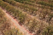 Picture taken with drone of orange orchard with leaves and fruits withered and burned by the long period of drought - Guaraci city - Sao Paulo state (SP) - Brazil