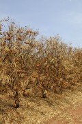 Orange orchard with leaves and fruits withered and burned by the long period of drought - Guaraci city - Sao Paulo state (SP) - Brazil