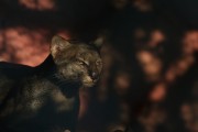 Jaguarundi (Herpailurus yagouaroundi) in the Piagaçu-Purus Sustainable Development Reserve - Beruri city - Amazonas state (AM) - Brazil