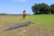 Riverine watching alligator - Piagaçu-Purus Sustainable Development Reserve - Beruri city - Amazonas state (AM) - Brazil