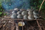 Turtles in an improvised stove to feed fishermen during Pirarucu management - Piagaçu-Purus Sustainable Development Reserve - Beruri city - Amazonas state (AM) - Brazil